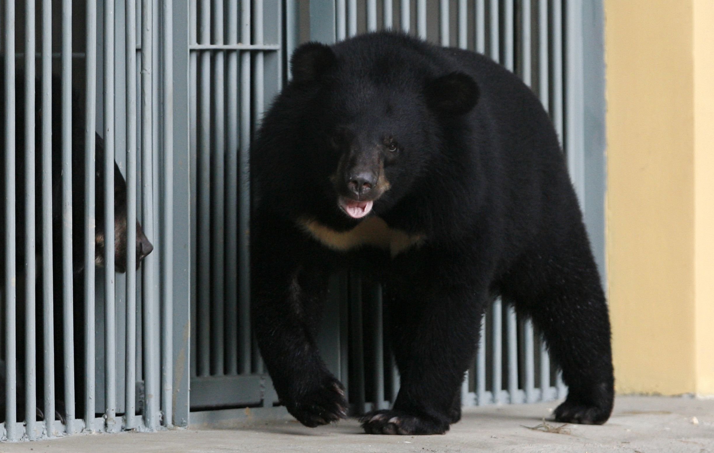 Dog that looks like a store black bear