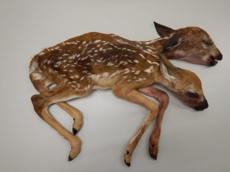 fawn fawn