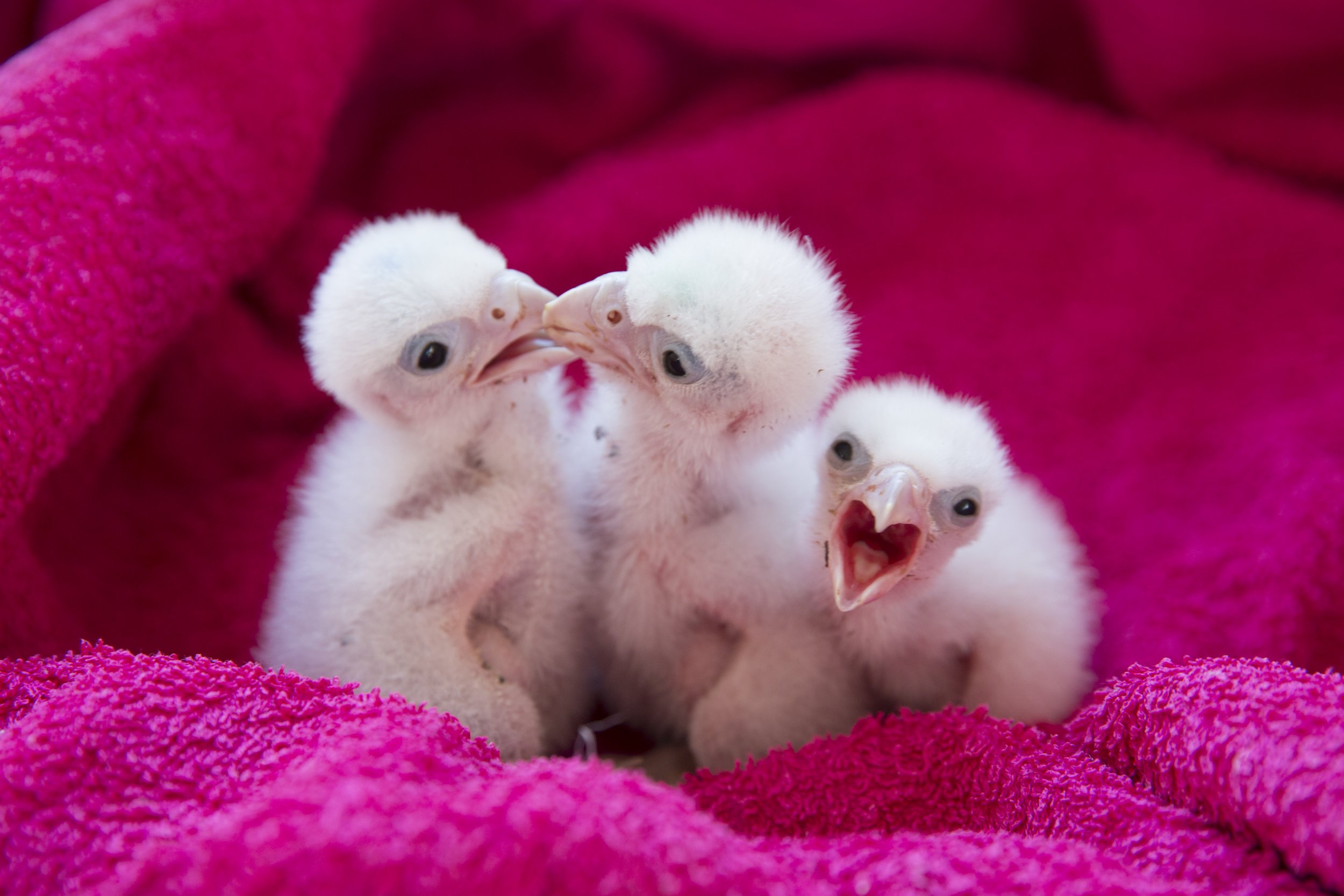 cute baby falcon