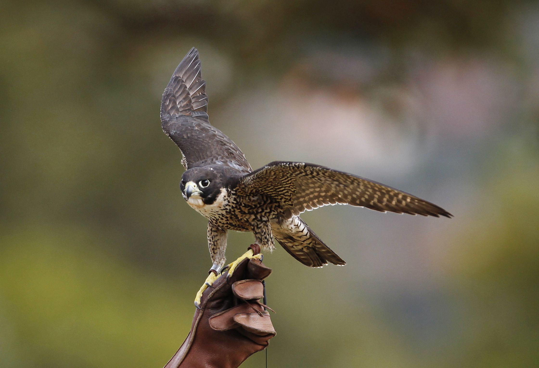 Canada Stops Military Exercise To Avoid Upsetting Baby Falcons