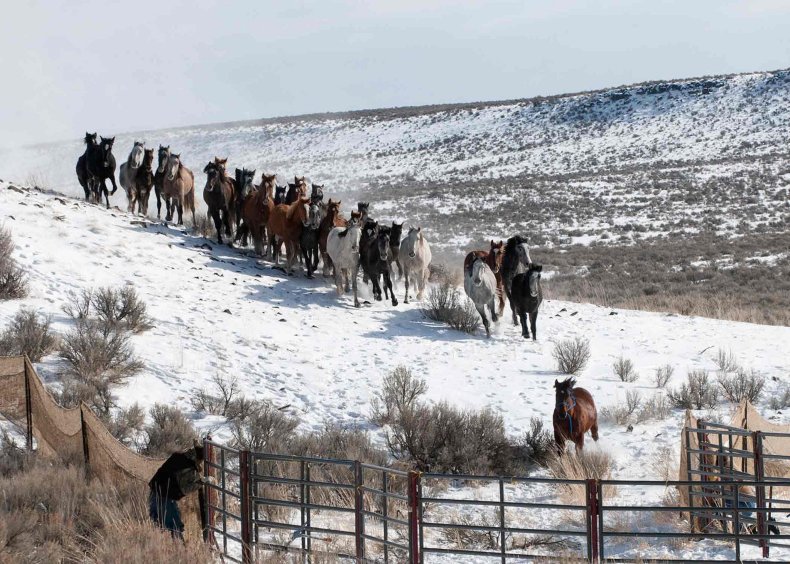 FebRoundup Wild Horses