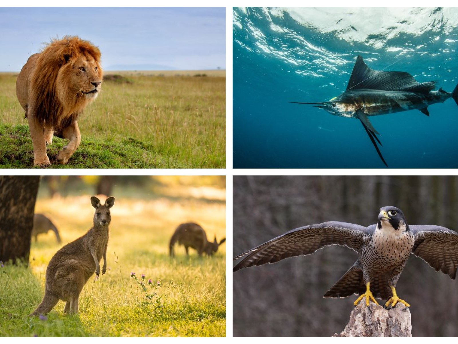 In Pictures: The Fastest Animals on Earth