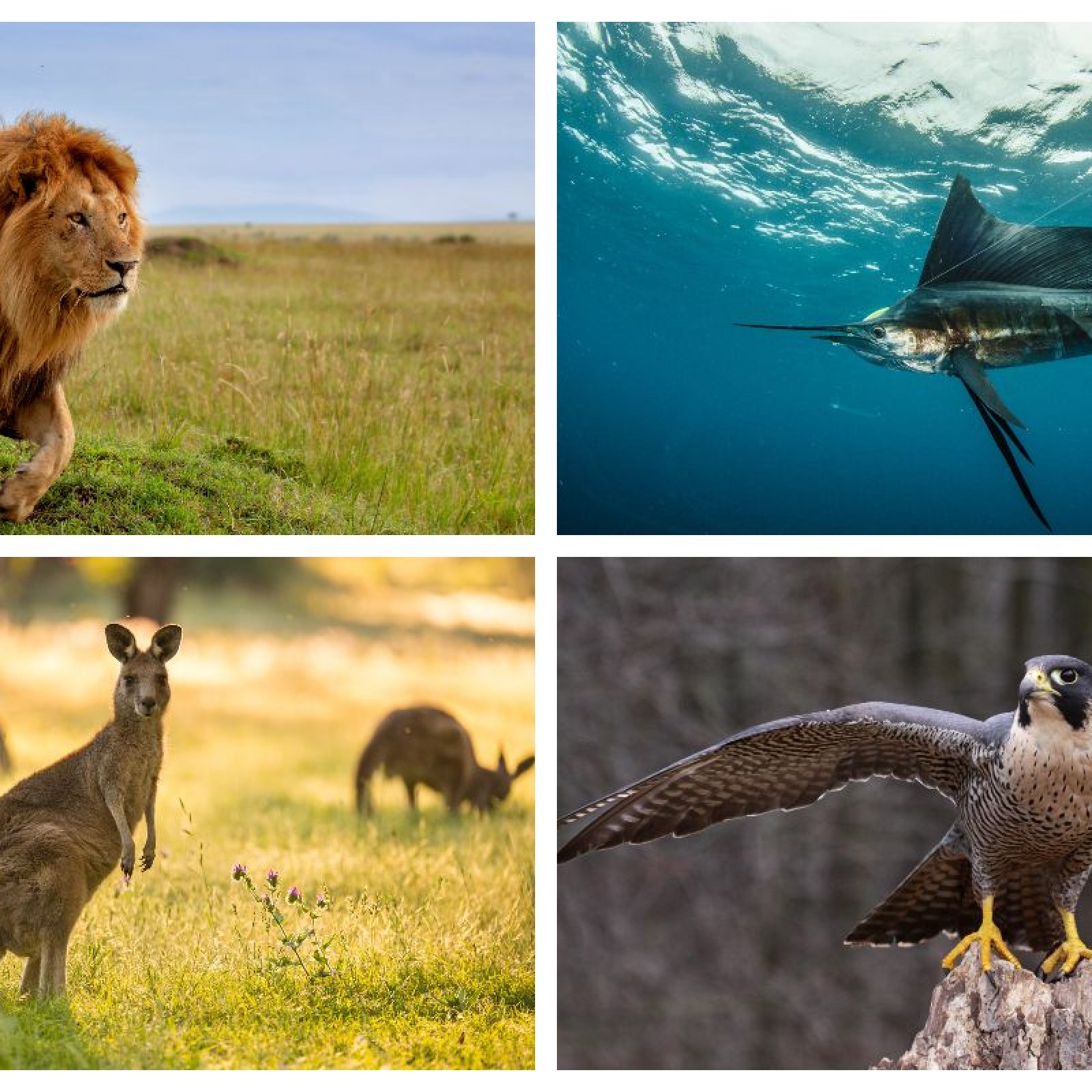 In Pictures: The Fastest Animals on Earth