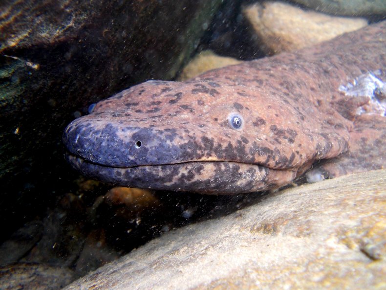 Wild Chinese Giant Salamander (c) Ben Tapley
