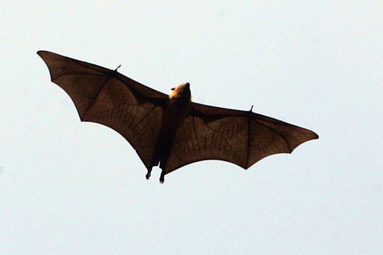 giant bat