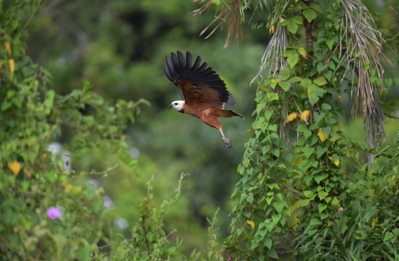 5_22_Wildlife