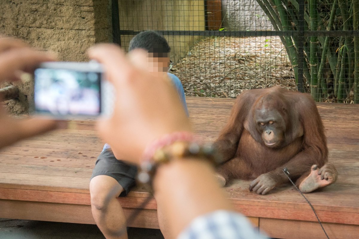 Orang-utans are kept in captivity where some are used for selfie opportunities and entertainment