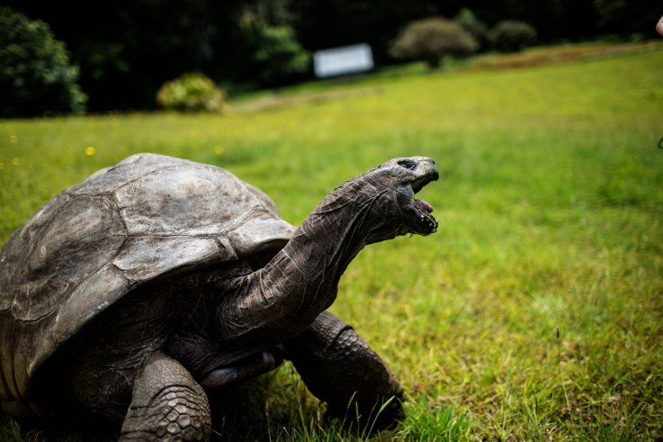 oldest animal oldest animal