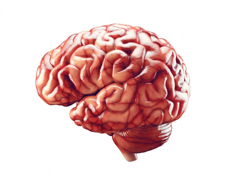 Brain-stock
