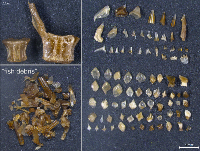 05_24_fish_debris