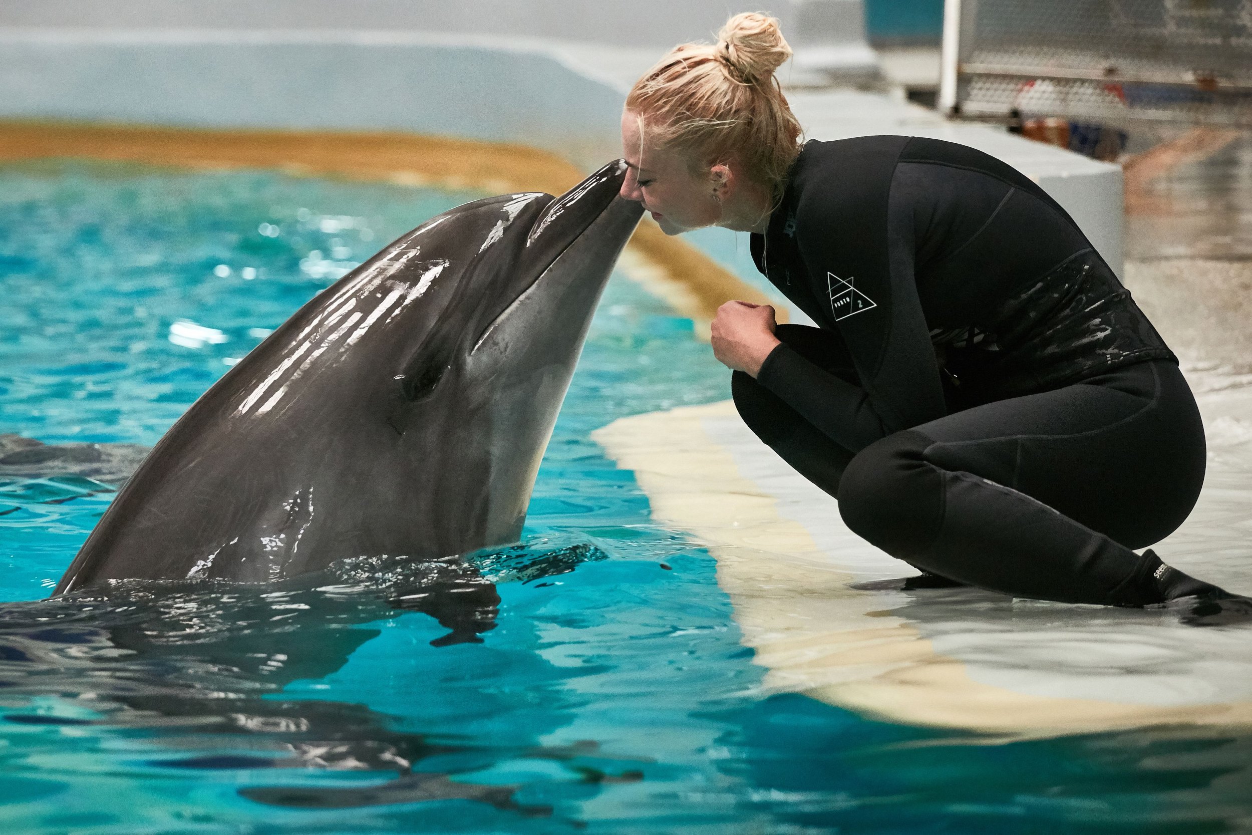 Dolphins at Play