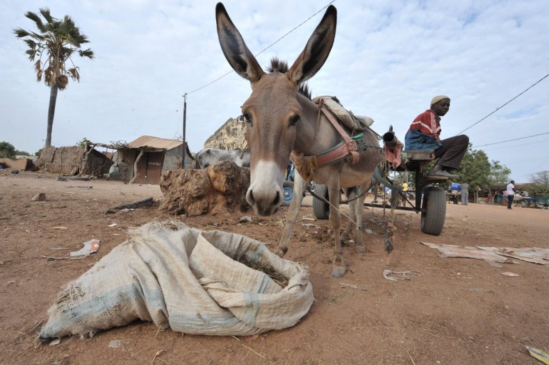 05_29_Donkey