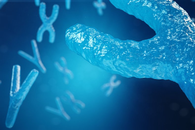 5_31_XY chromosomes 5_31_XY chromosomes