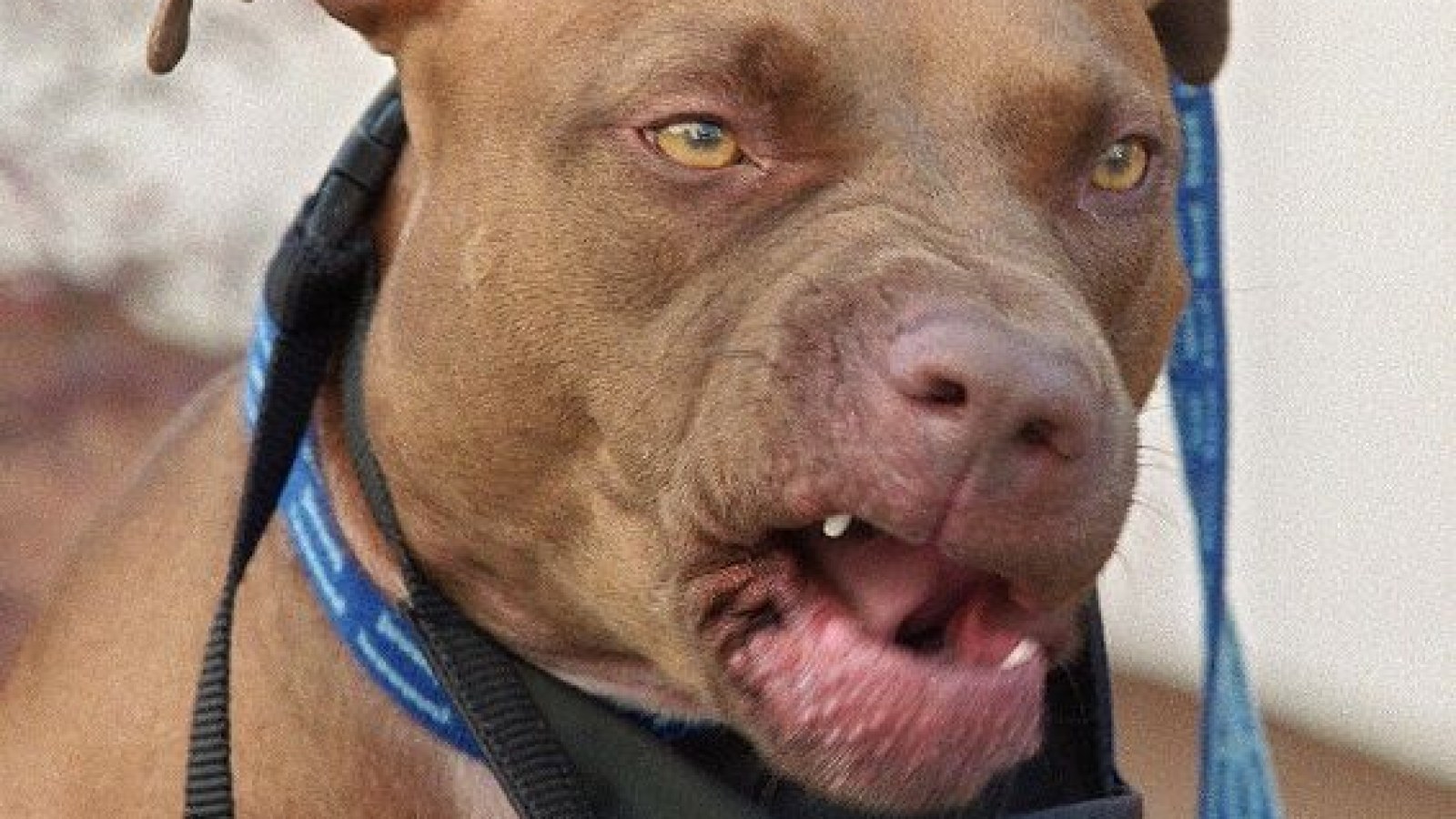 Miami Baby Mauled To Death By Pit Bull While Sitting In Bouncy Chair Miami Baby Mauled To Death By Pit Bull While Sitting In Bouncy Chair