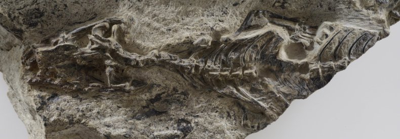 %_31_Megachirella fossil