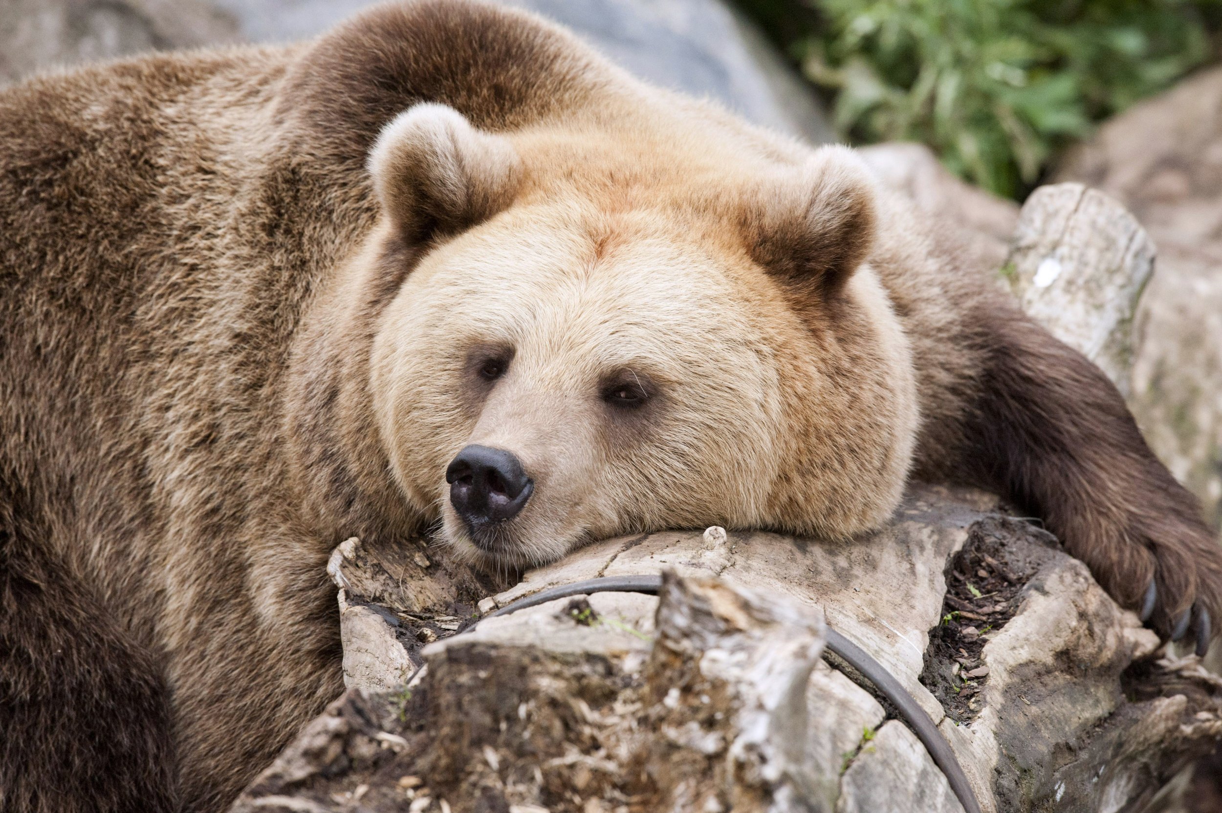 brown bear eating