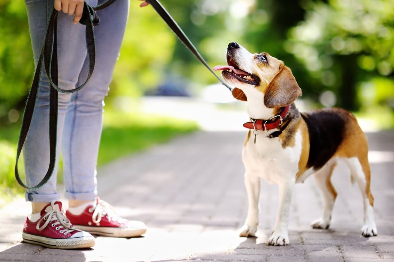 dog-walk-stock