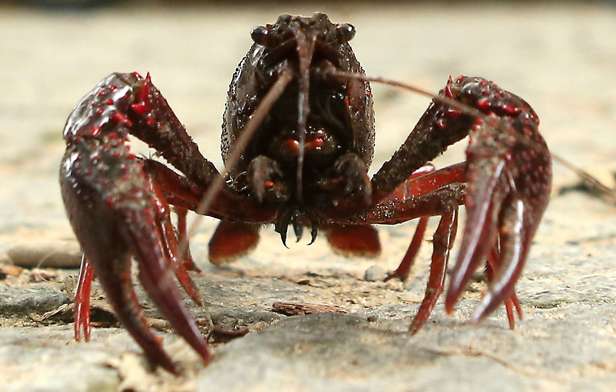Video: Crayfish Pulls Off Its Own Claw to Escape Boiling Water