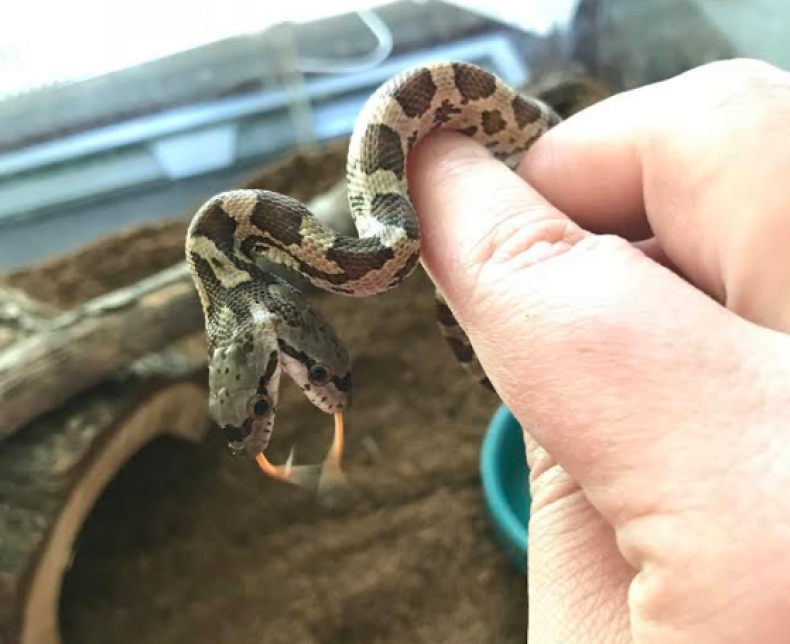 snake2