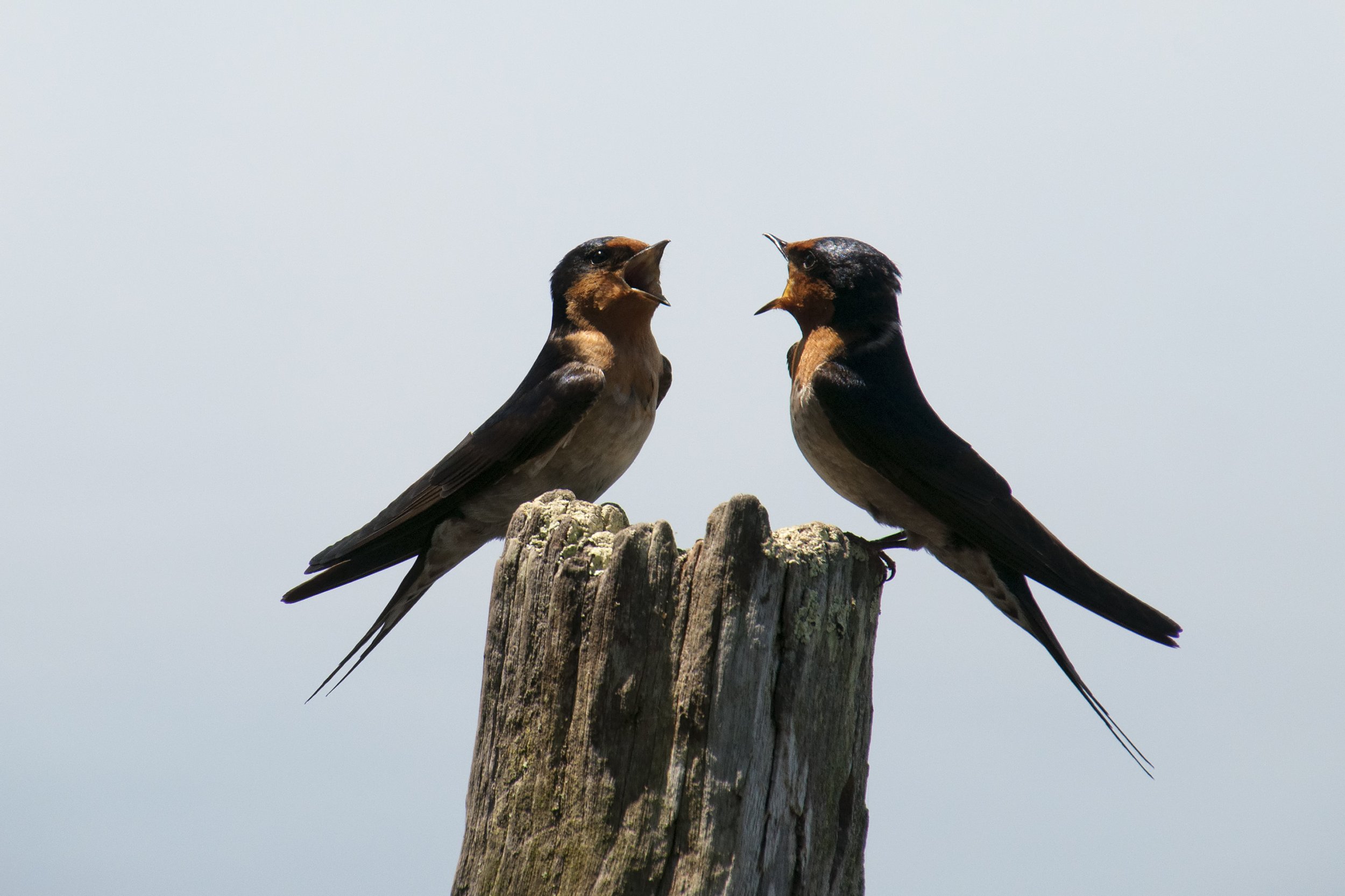 Do Animals  Talk  to Each Other Yes and They Take Turns 