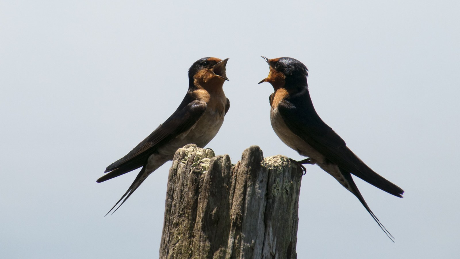 Do Animals 'Talk' to Each Other? Yes, and They Take Turns Just like Humans