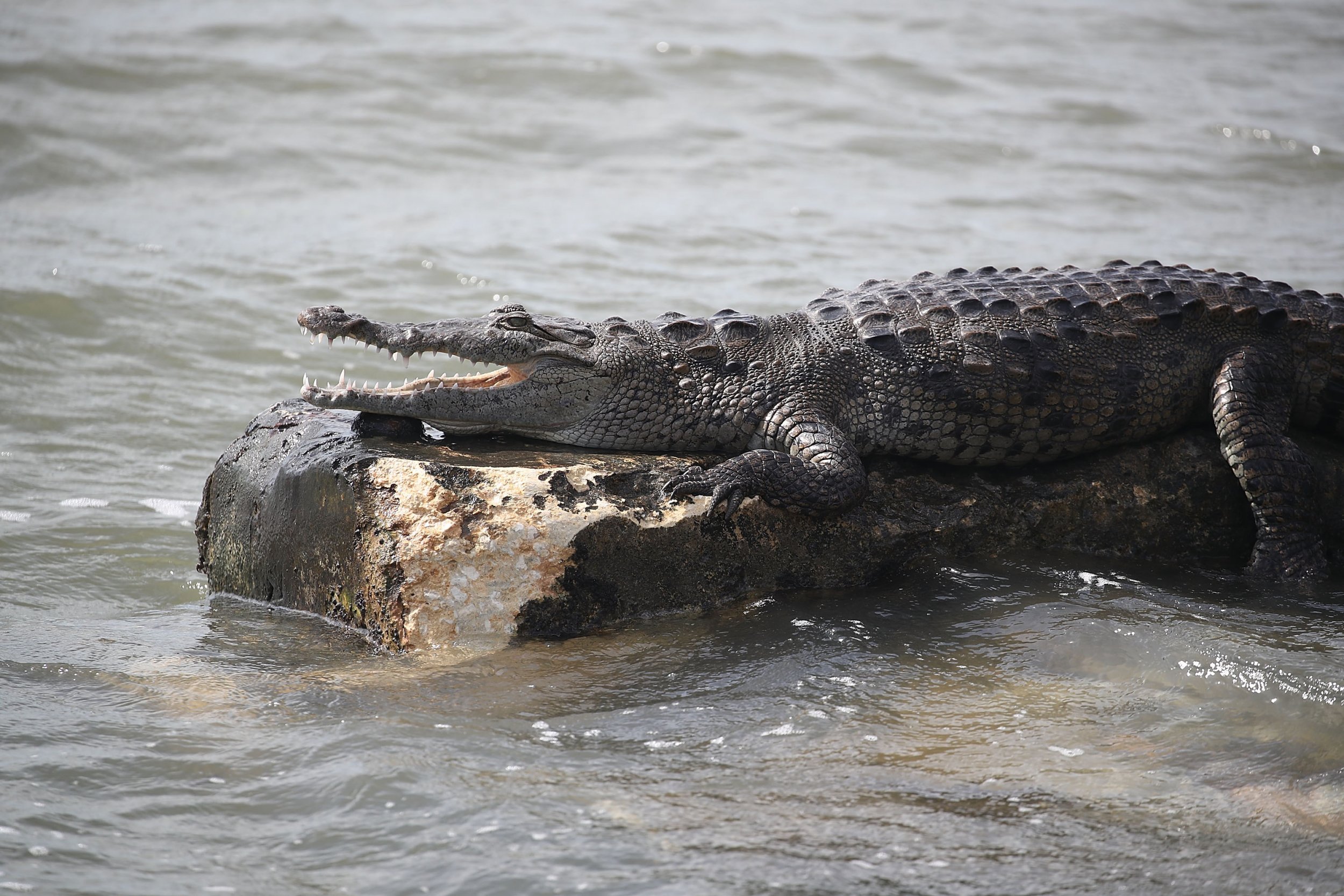 dog croc head