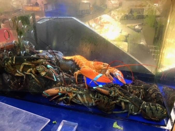 Rare, '1-in-30-Million' Orange Lobster Found in Massachusetts