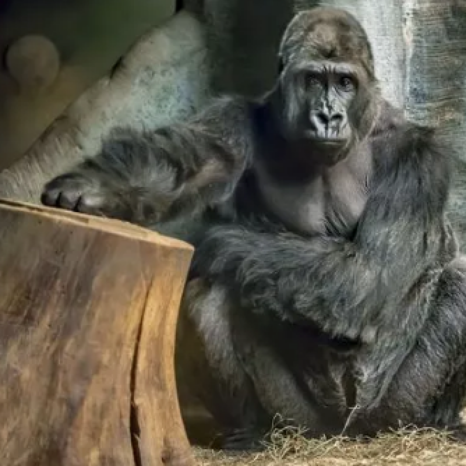 Milwaukee Zoo Baby Gorilla Orphaned After Both Parents Die From E Coli Water Supply Infections Milwaukee Zoo Baby Gorilla Orphaned After Both Parents Die From E Coli Water Supply Infections