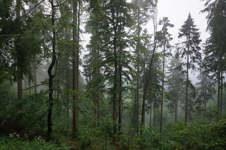 0607_trees