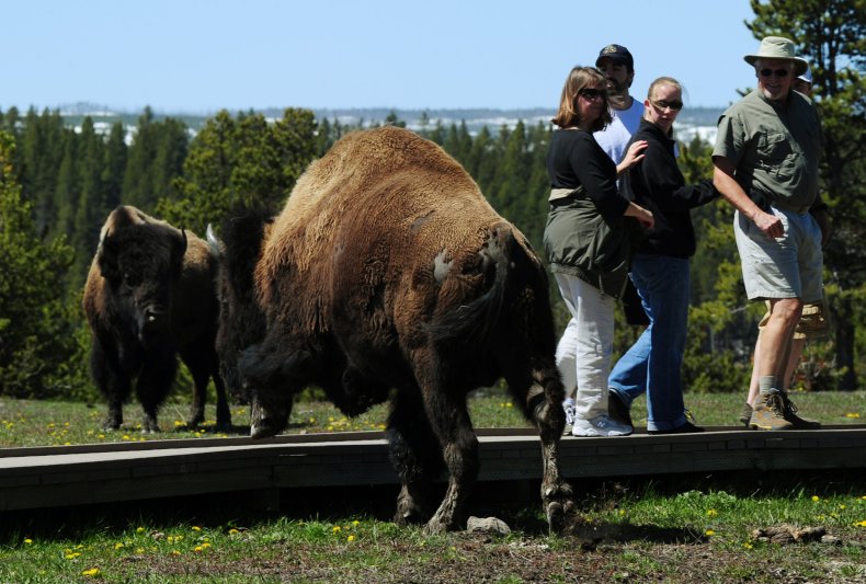 Bison