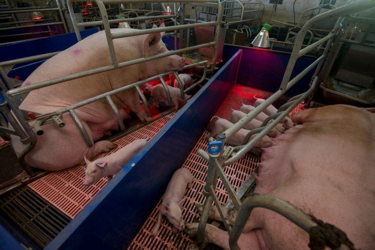 Sow and Piglets Sow and Piglets