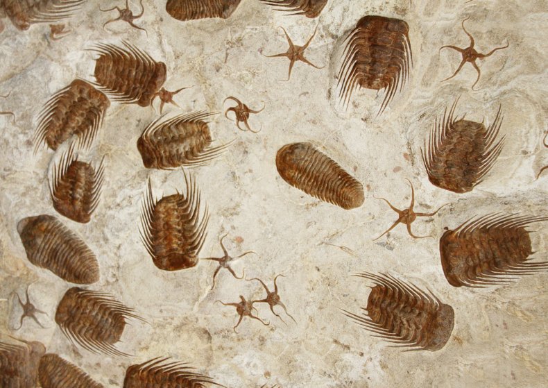 6_12_Trilobites and starfish fossils