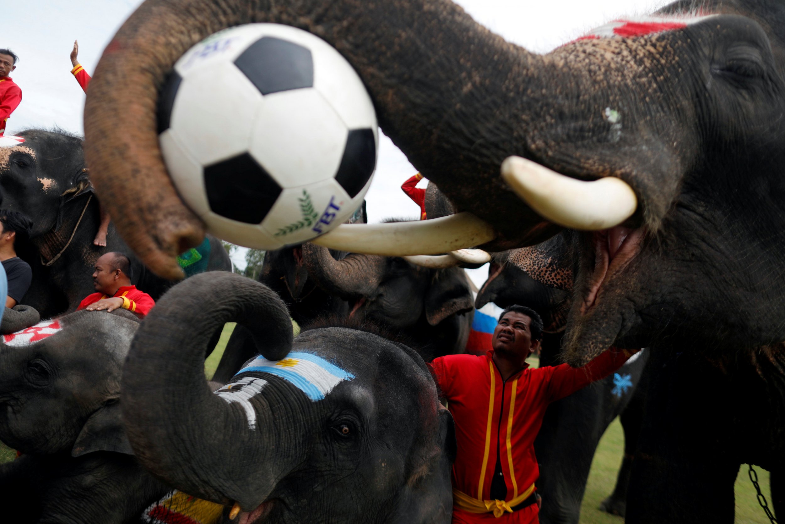 thailand soccer elephants gambling anti play campaign cup