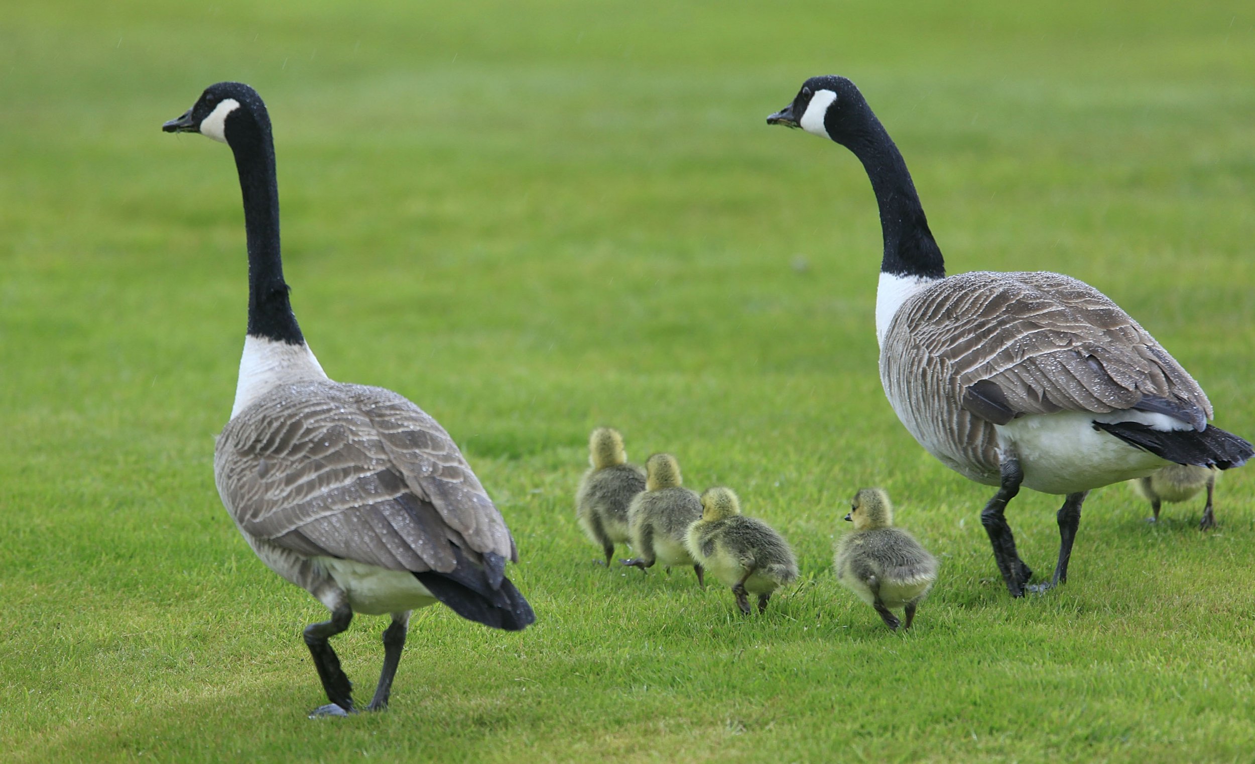 Flock Of Geese Found Decapitated With Wings Torn Off