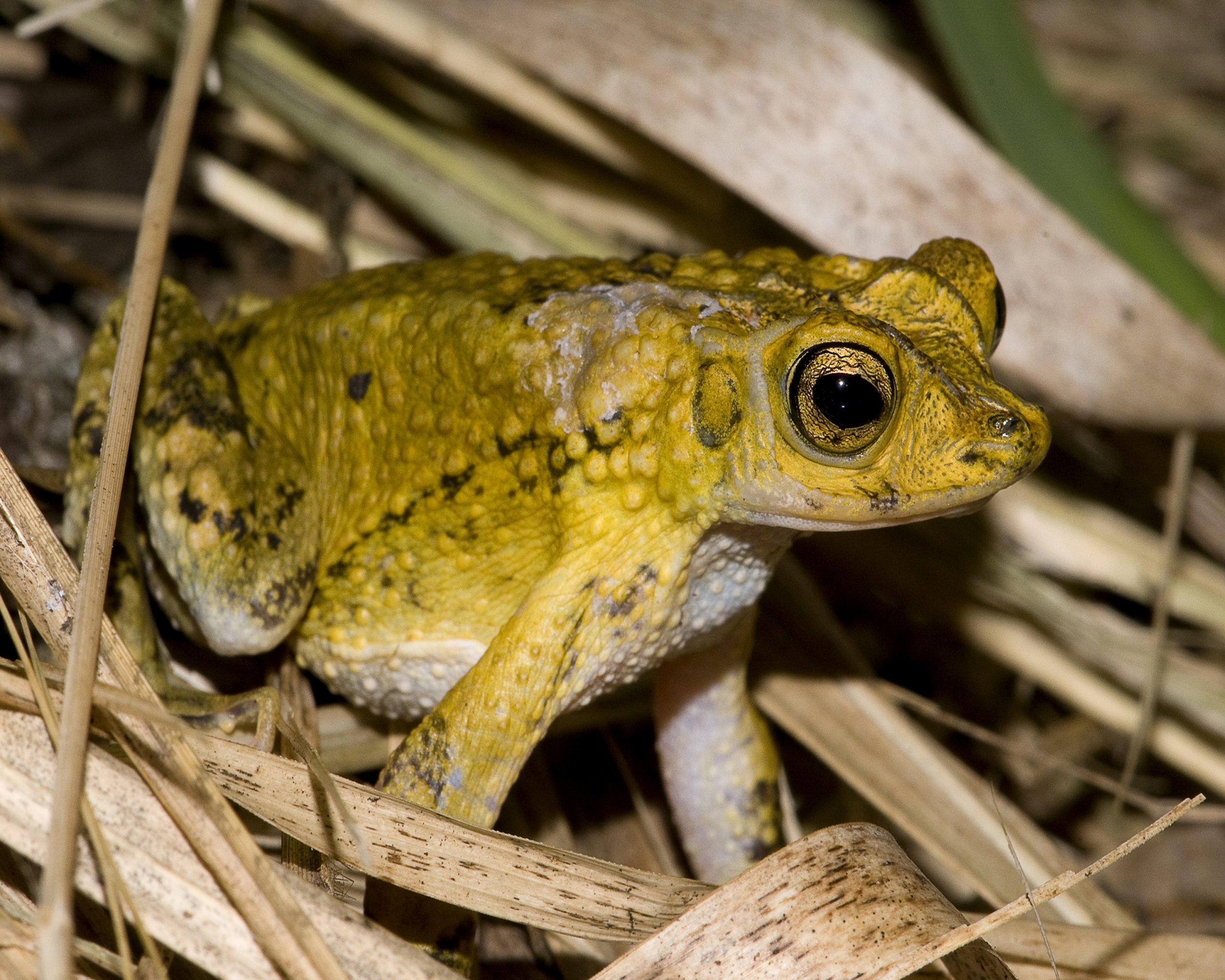 Puerto_Rican_crested_toad