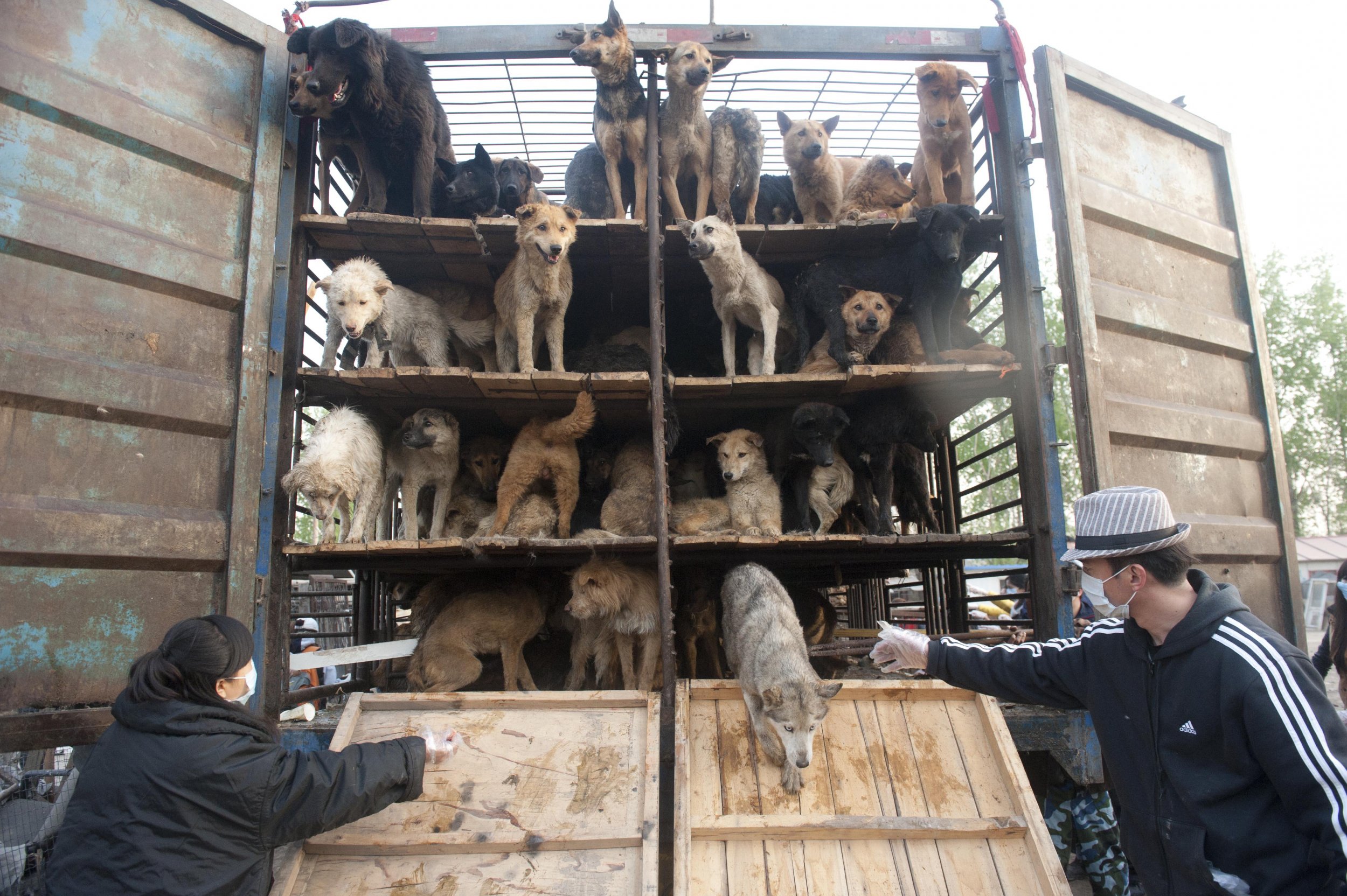 Ahead of Yulin Dog Meat Festival, U.S. and China Rescue Groups Work to