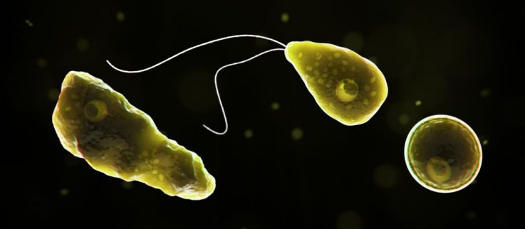 Naegleria fowleri Naegleria fowleri