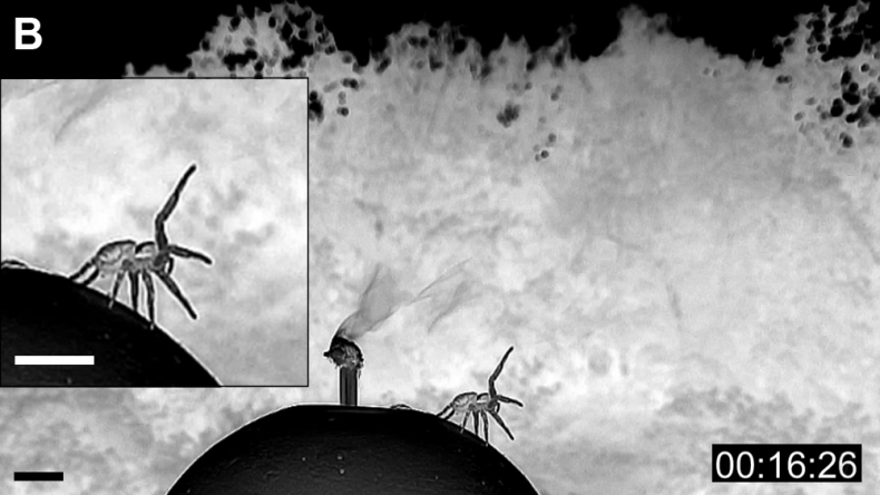 6_15_Spider Tests Breeze
