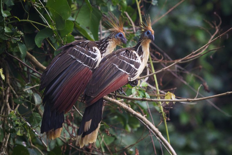 Hoatzin