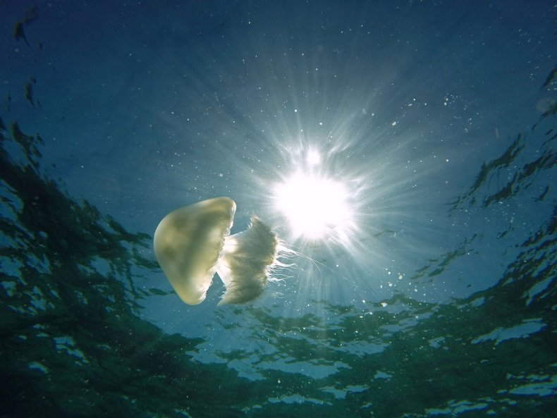 Jellyfish