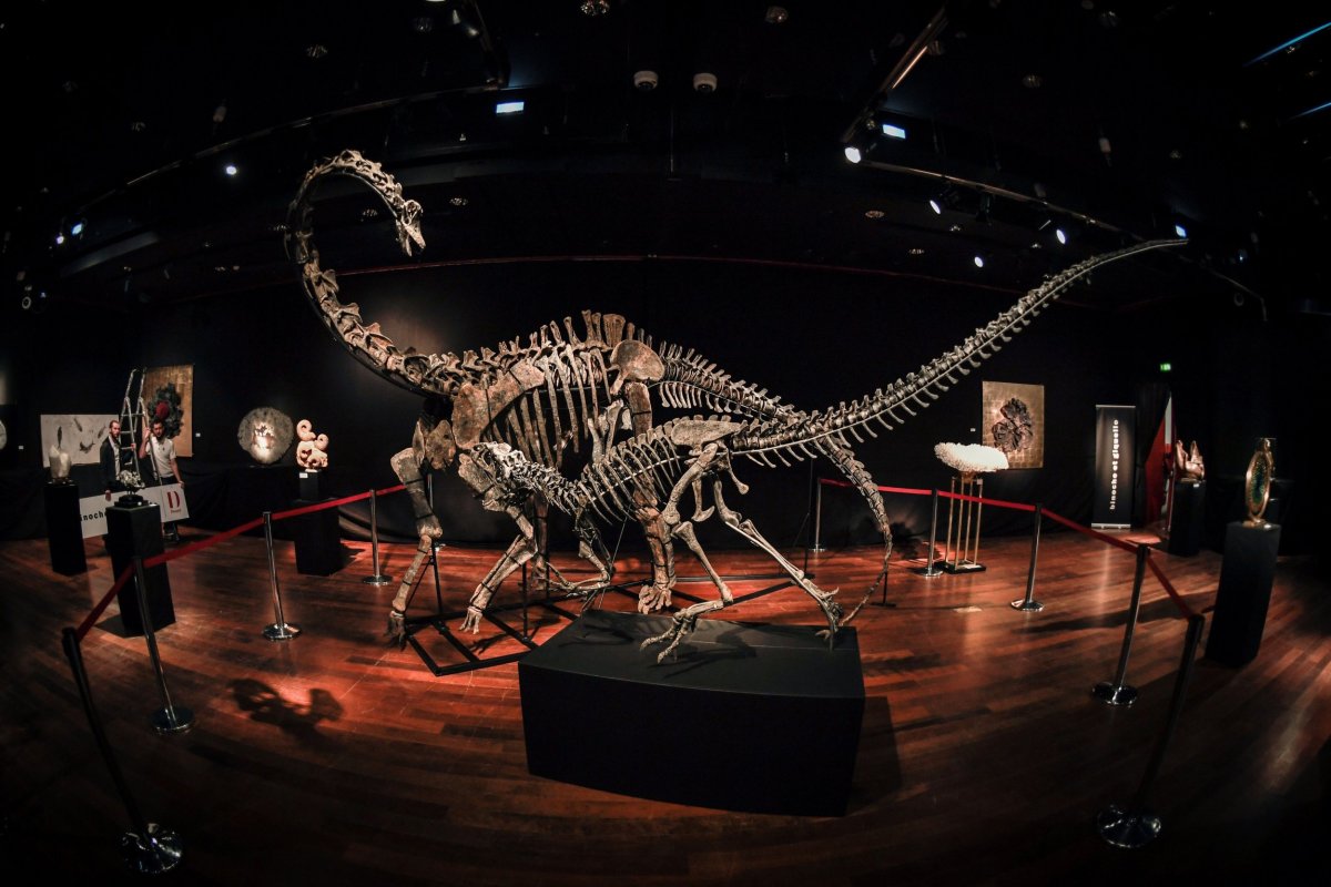 DilpdocusAllosaurus
