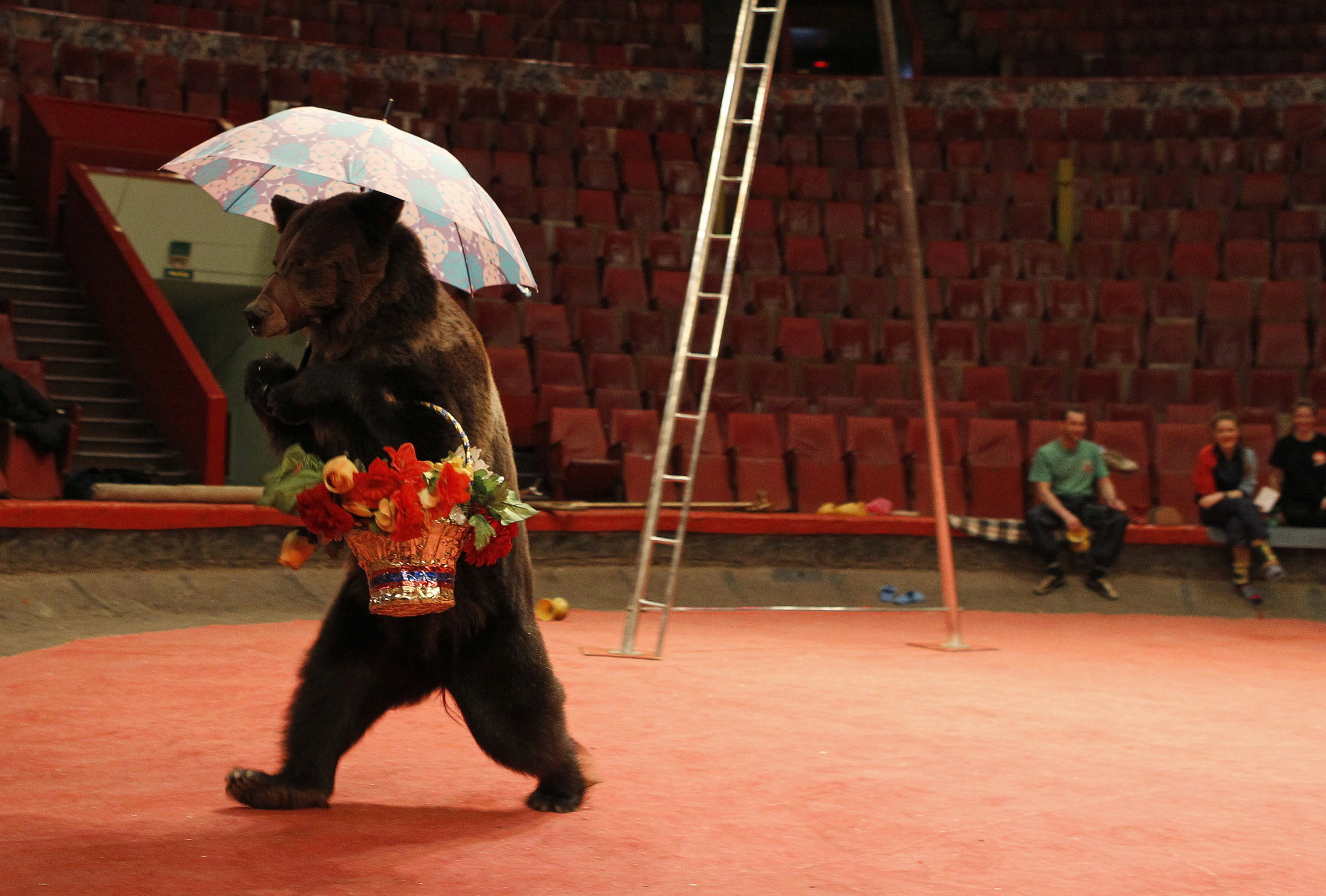 Russian Circus Bears