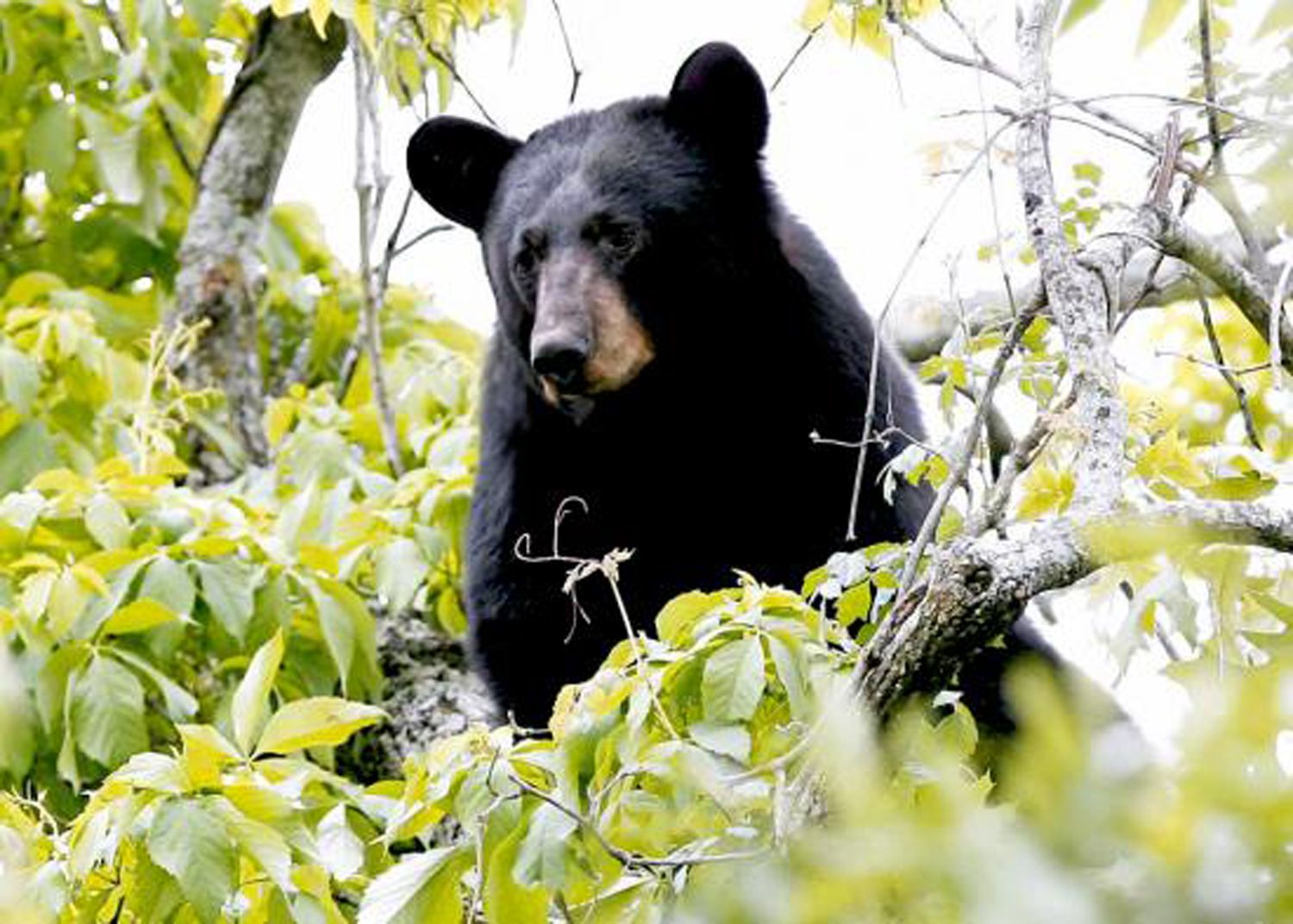 are black bears like dogs