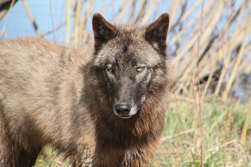 Mysterious Creature Described as Dogman or Interbreed Is Just a Wolf ...