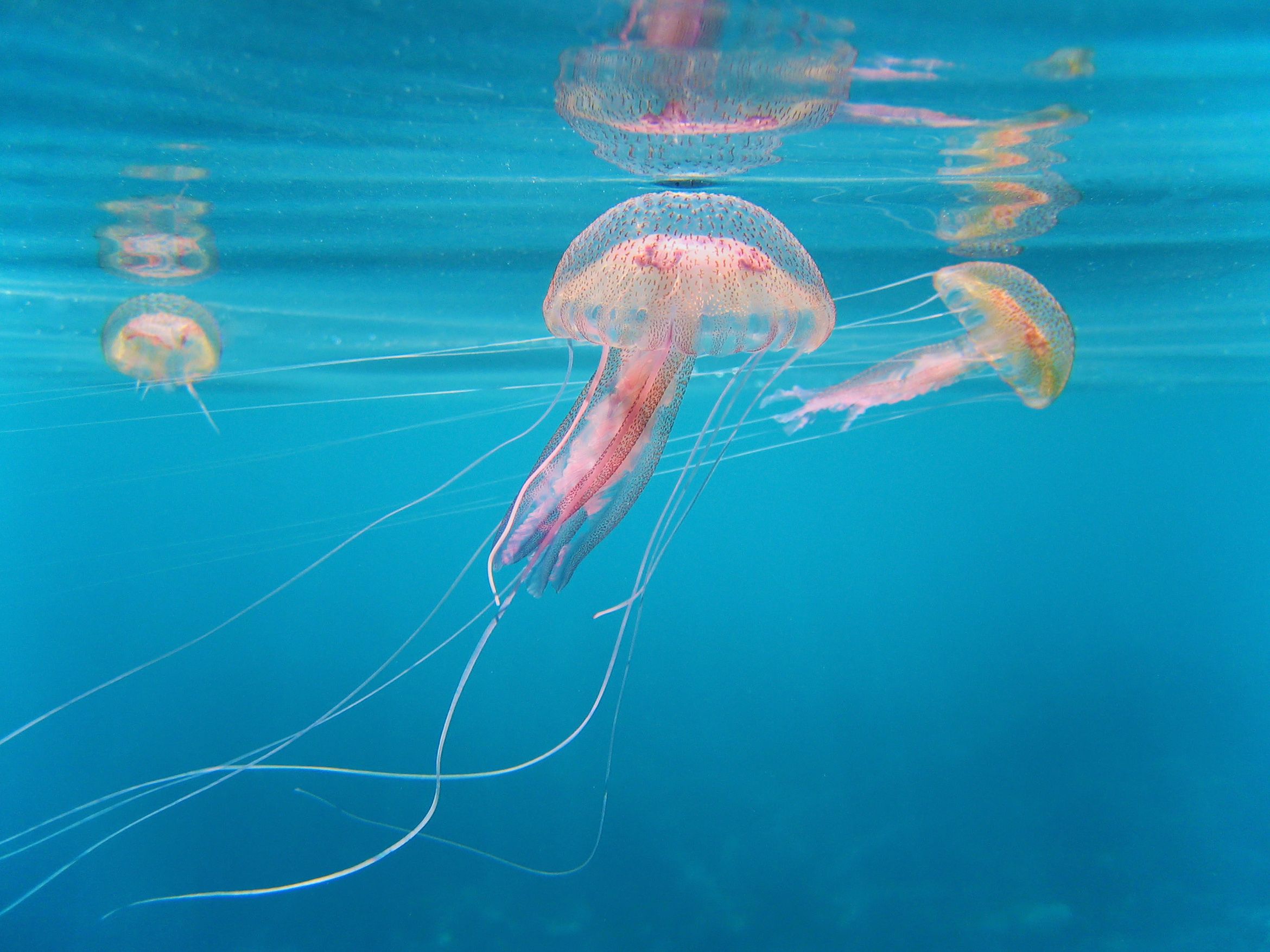 Human Interactions and Jellyfish