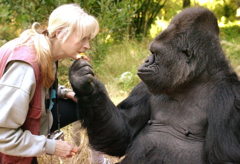 6_21_Koko the Gorilla