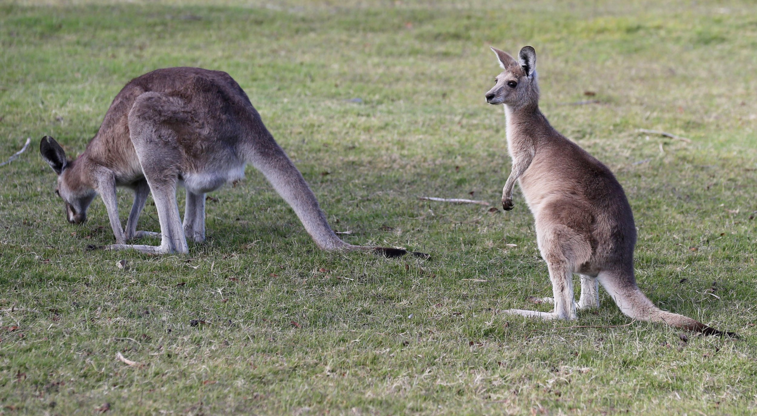 Kangaroos Are Getting So 'Drunk' on Grass That They Have To Be Put Down
