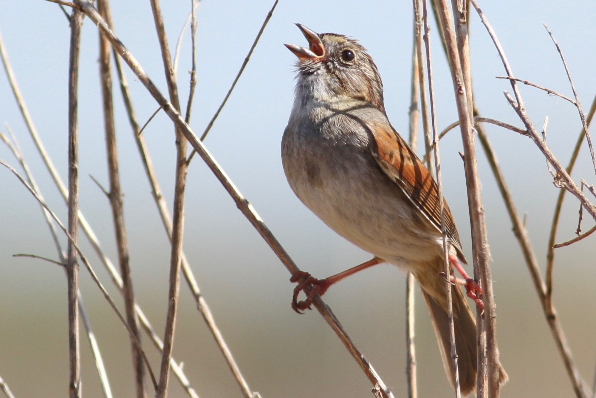 0622-SwampSparrow