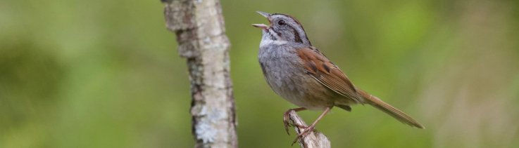 SwampSparrow2 SwampSparrow2