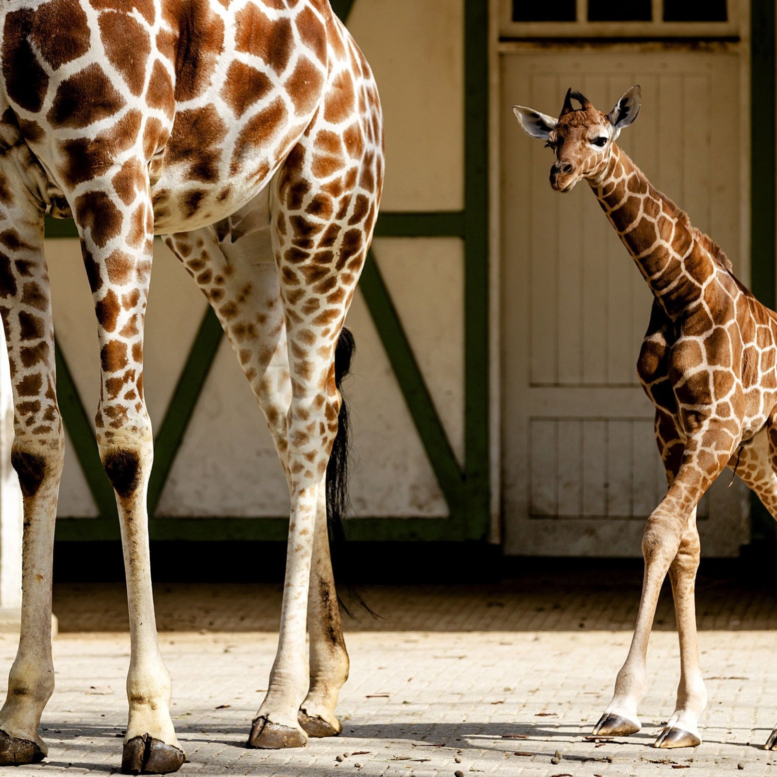 April The Giraffe May Be Pregnant Again, Animal Adventure Park Says